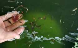 如何有效地饲养小鱼苗（提供有效的小鱼苗饲养方法） ！