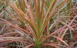 千年木的种植与护理（千年木的养殖方法和注意事项） ！