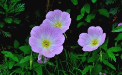 四季开花的花卉养护（养殖四季开花花卉的养护方法） ！