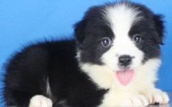 纯种边牧幼犬多少钱（纯种边牧幼犬的价格） ！