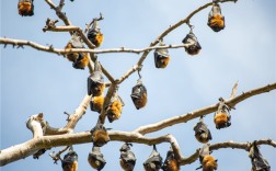 印度捕获9蝙蝠 1只有尼帕病毒抗体 ！