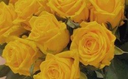 黄玫瑰真正的花语（黄玫瑰花的真实寓意和象征） ！