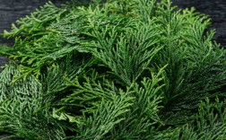 哪种柏树品种最好（柏树哪个品种最适合种植） ！