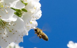 蜜蜂生活习性揭秘（探索蜜蜂的生活习性） ！