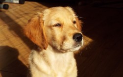 狗狗可以吃南瓜吗（狗狗是否可以食用南瓜） ！