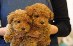 小泰迪犬价格指南（纯种小泰迪犬的市场价格） ！
