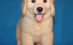 纯种金毛幼犬价格（纯种金毛幼犬的价格范围） ！