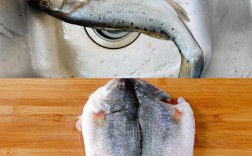 海鲈鱼和淡水鲈鱼的区别（买鲈鱼学会3看1摸新鲜又肥美） ！