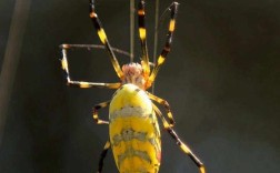 家里黄色蜘蛛有毒吗会咬人吗（家中的黄色蜘蛛是否具有咬人风险） ！