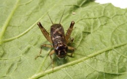 蛐蛐最佳食物选择（蛐蛐适宜食用的食物有哪些） ！