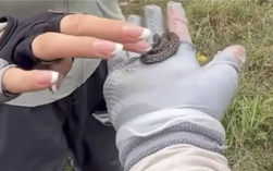 驴友爬山捡幼蛇轮流上手抚摸 专家：系短尾蝮蛇 有剧毒！ 