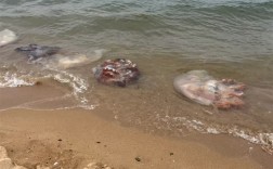 男子酒后骑摩托车压到洒落海蜇打滑摔死 法院判定4方过错 !