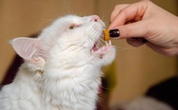 猫多大可以驱虫（猫咪多大岁数适合进行驱虫） ！