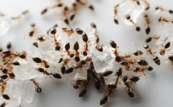 家中出现蚂蚁的原因（分析家中蚂蚁出现的可能原因） ！