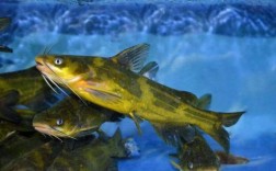 黄骨鱼养殖的利润（养殖黄骨鱼的经济效益） ！