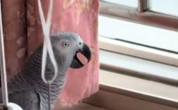 鹦鹉把家里的事全抖出来了 ! 网友：连动作和神态都模仿到了 ！