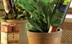 啤酒浇花正确方法（教你正确使用啤酒进行浇花） ！