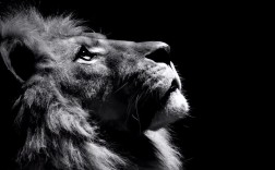 韬光养晦是什么意思（韬光养晦和主动出击要怎么选择） ！