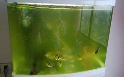 如何解决鱼缸壁面常发绿（应对鱼缸壁面经常发绿的问题） ！