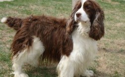 史宾格犬优缺点分析（分析史宾格犬的优势和不足） ！