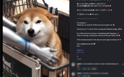 知名互联网meme原型狗 柴犬PON去世 表情包你用过吗?