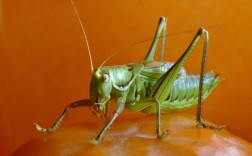 蝈蝈吃什么食物最好（蝈蝈的营养需求和适宜食物推荐） ！