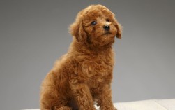 泰迪多少钱一只（泰迪犬的市场价格和购买情况） ！