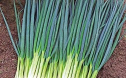 四季小香葱种植方法（分享种植四季小香葱的方法） ！