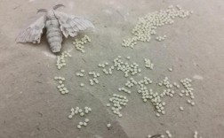 蚕卵能从纸上抠下来吗（是否可以将蚕卵从纸上移开） ！