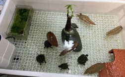 家里养乌龟好吗（在家庭环境中养乌龟的适宜性和注意事项） ！