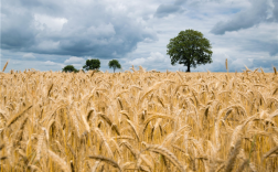 全国夏粮收购突破1亿吨！最低收购价就有1300万吨 ！