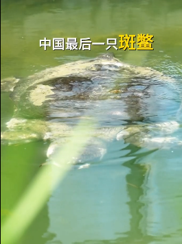 比大熊猫更濒危的动物全国仅剩1只：全球已知存活个体仅有3只 ！-图1