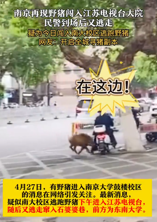 江苏台报道野猪冲进江苏电视台：民警到场后又逃走 ！-第1张图片