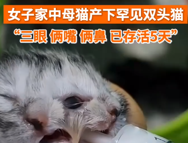 母猫生下双头猫3眼2嘴2鼻： 罕见双头猫已存活5天  ！-图1
