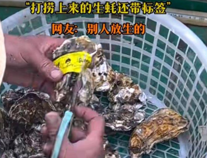 男子出海打捞上来的生蚝带商品标签 ！网友：别人放生的！-第1张图片