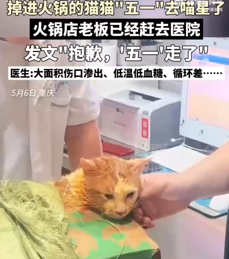 掉入火锅小猫因病情恶化已离世 ！-第1张图片
