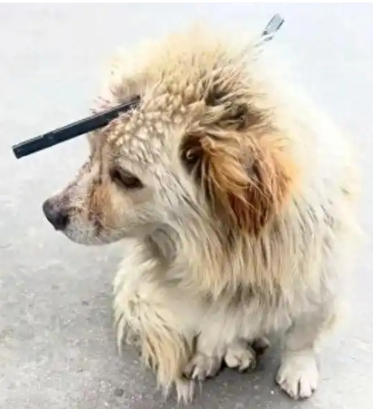 流浪狗遭箭矢穿头 网友众筹救治：小狗已做完手术，但精神仍比较紧张 ！-第1张图片