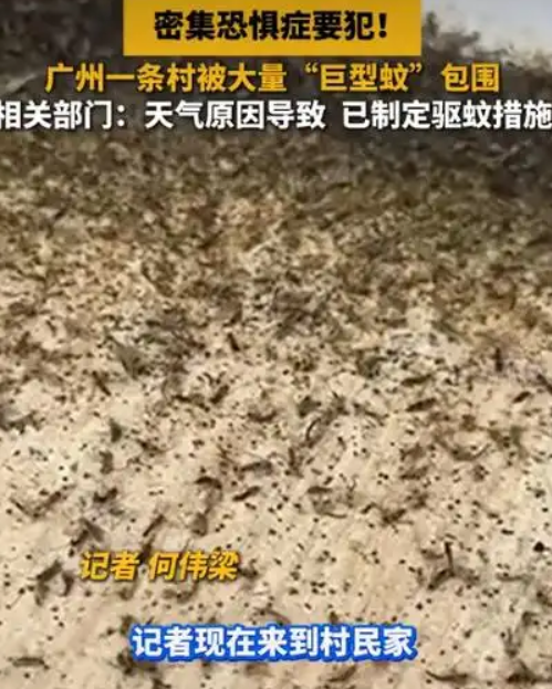 广州一条村被大量巨型蚊包围 ！相关部门：天气原因导致，已制定驱蚊措施 ！-图1