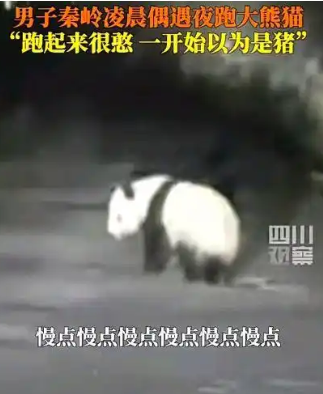 男子遇夜跑大熊猫一开始以为是猪：最后顺着路边离开了 ！-图1