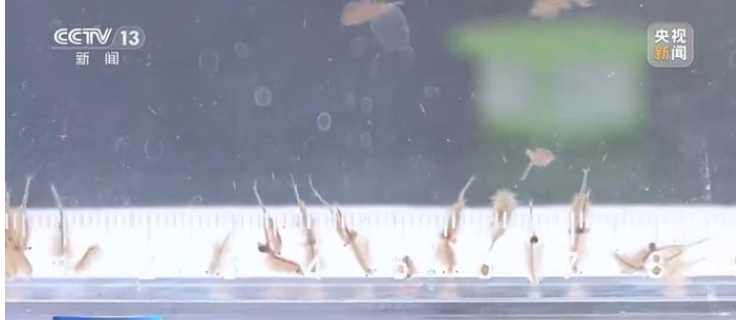 新疆沙漠首次发现盐水丰年虾：是地球上现存较为古老的物种之一 ！-第1张图片