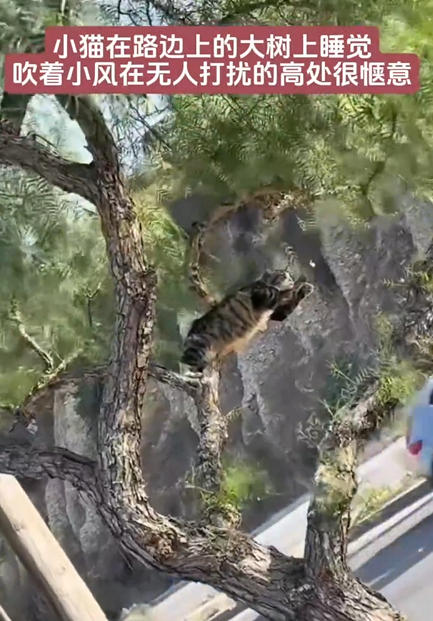 一只猫咪在大树上安逸睡觉 吹着小风很惬意 网友：这姿势咋“解锁” !-图2