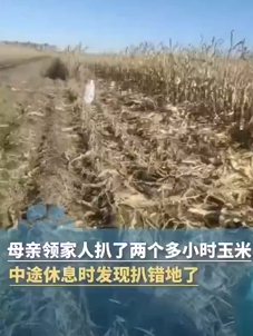 一家人掰2小时玉米后发现不是自家地 ！直言：都是街坊邻居，装好后才去自家地 ！-第1张图片