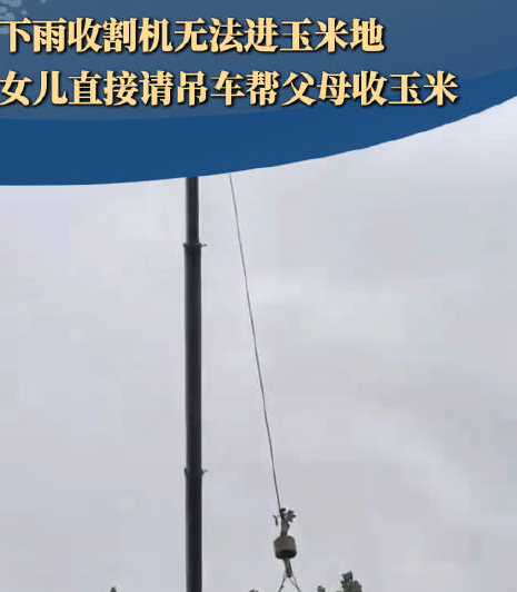 下雨天女儿请吊车帮父母收玉米 ！网友：玉米得按粒卖吧，不然都不够本 ！-图1