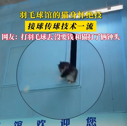 球馆流浪猫成专业技术陪练 网友：打羽毛球没要钱 和猫打了俩钟头 ！-图1