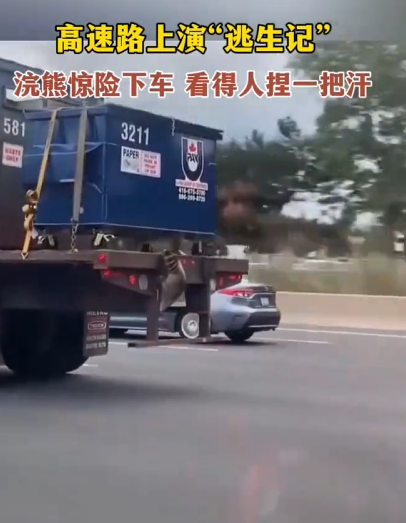 高速公路上演“逃生记”！浣熊惊险下车 看得人捏把汗 !-图1